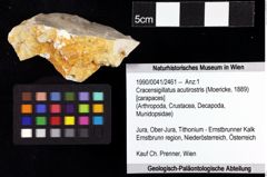 Foto (Objket + Etiketten) von Cracensigillatus acutirostris (Moericke, 1889) 